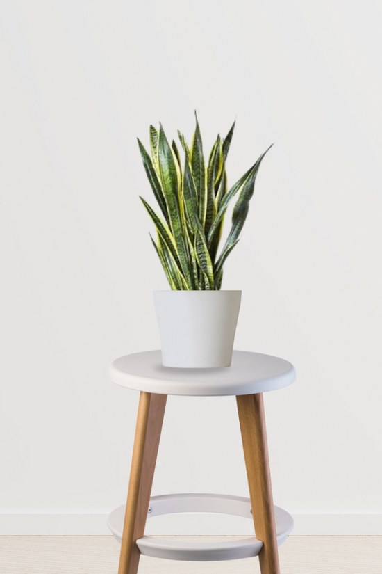  Dracaena Trisfascata – large Sansevieria
