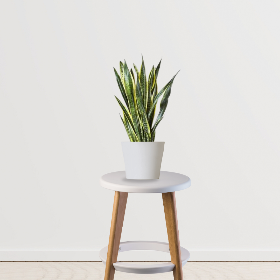  Dracaena Trisfascata – large Sansevieria
