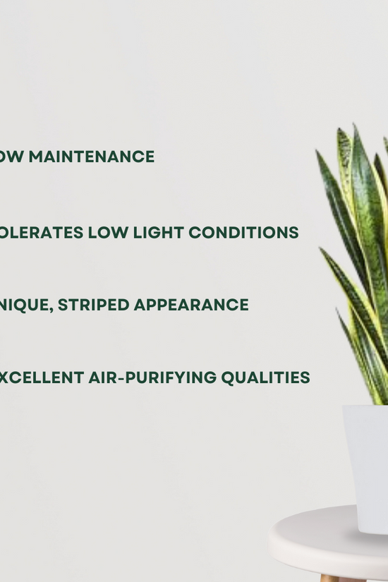 Dracaena Trisfascata – large Sansevieria
