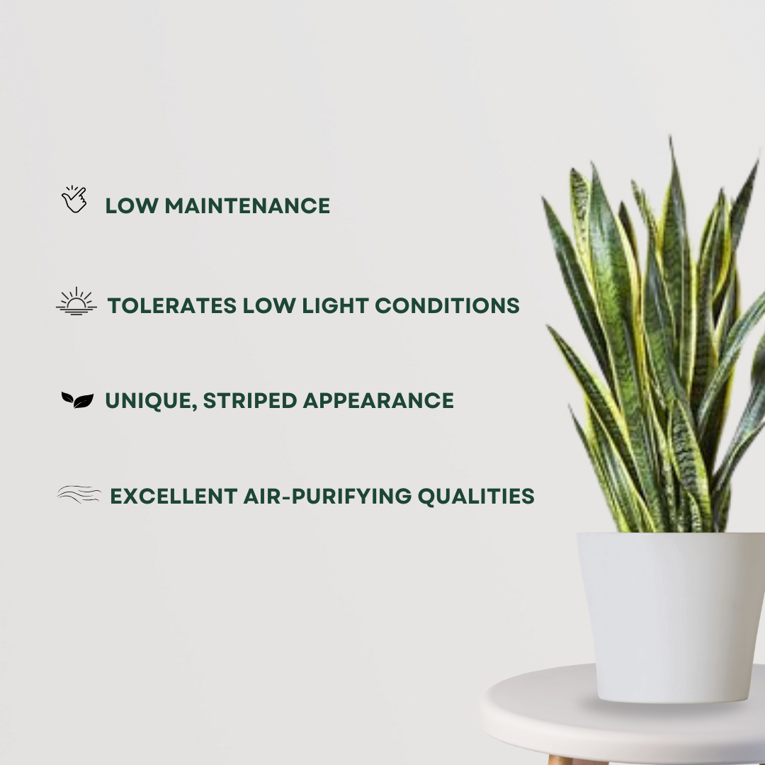 Dracaena Trisfascata – large Sansevieria
