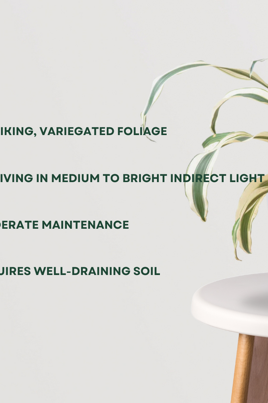 Tall Dracaena Victoria for home/office
