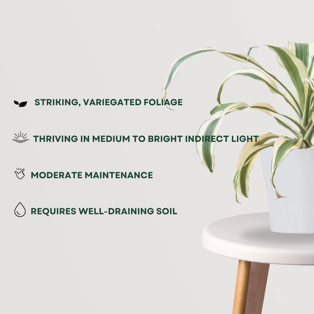 Tall Dracaena Victoria for home/office
