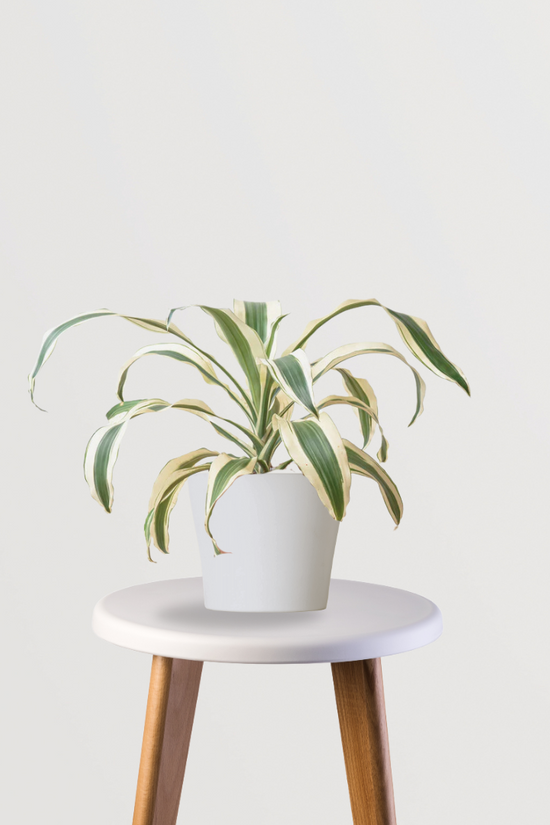 dracaena victoria white Dracaena Victoria Plant – Gardengram