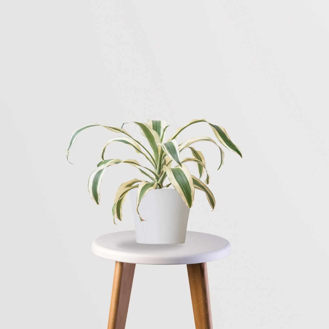Tall Dracaena Victoria for home/office
