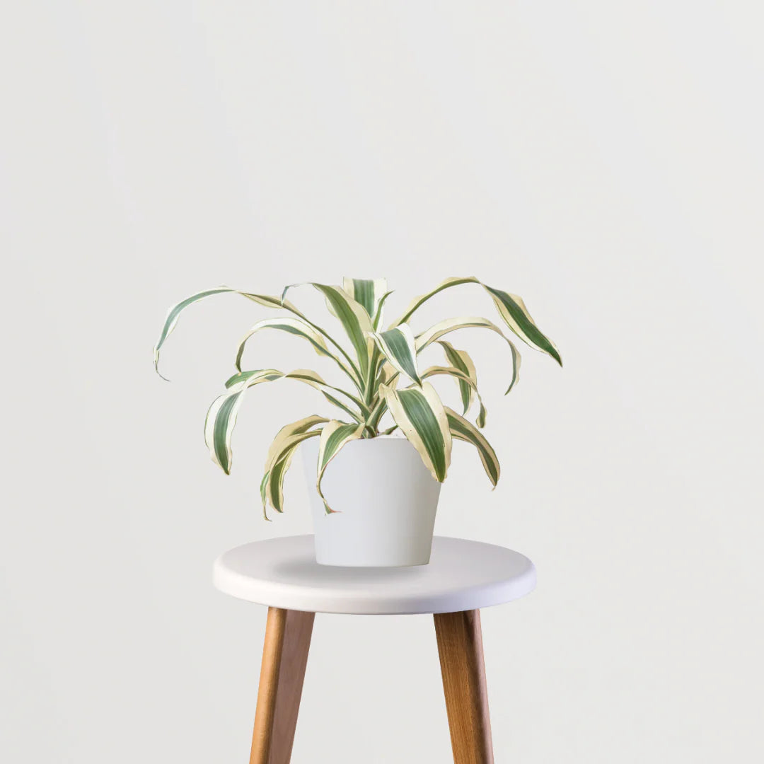 Pet Haven Combo (Peperomia Green, Spider Plant, Dracaena)