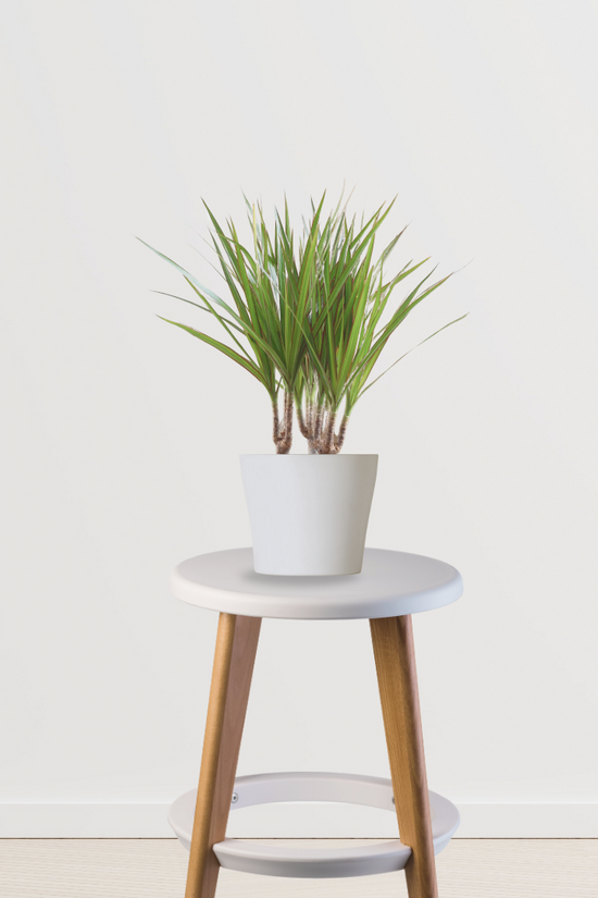 Dracaena marginata - dragon tree
