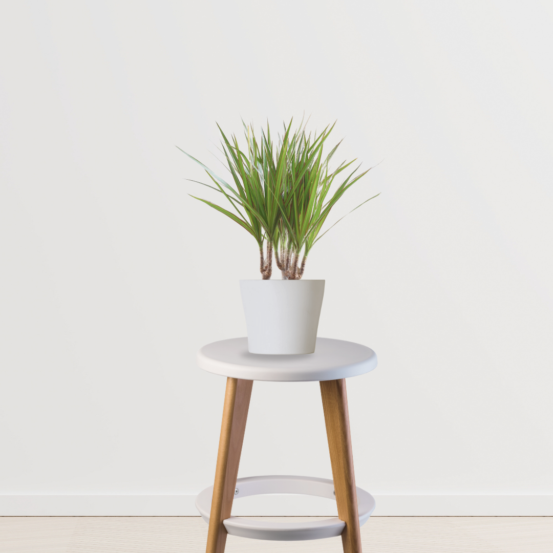 Dracaena marginata - dragon tree
