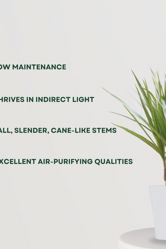 Dracaena marginata - dragon tree
