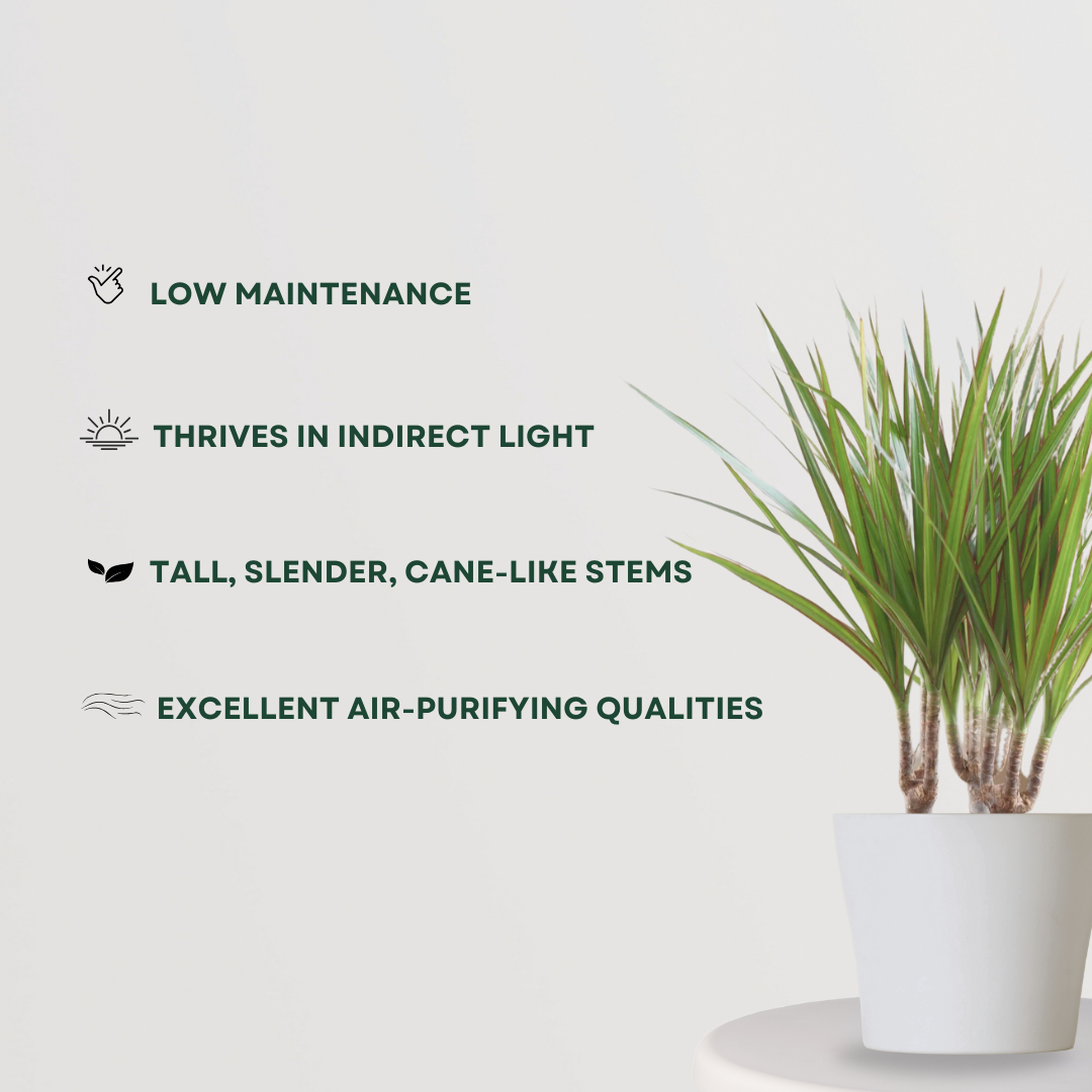 Dracaena marginata - dragon tree
