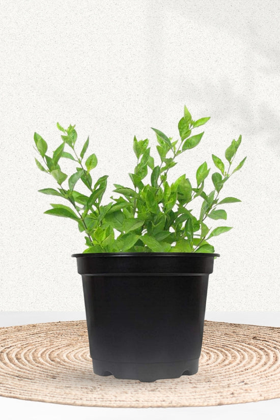 Duranta shrub for landscaping
