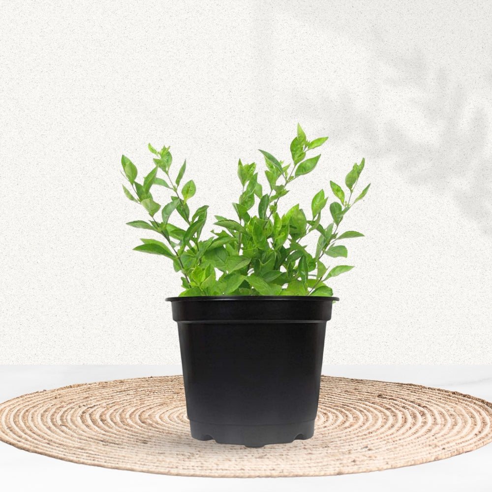 Duranta shrub for landscaping
