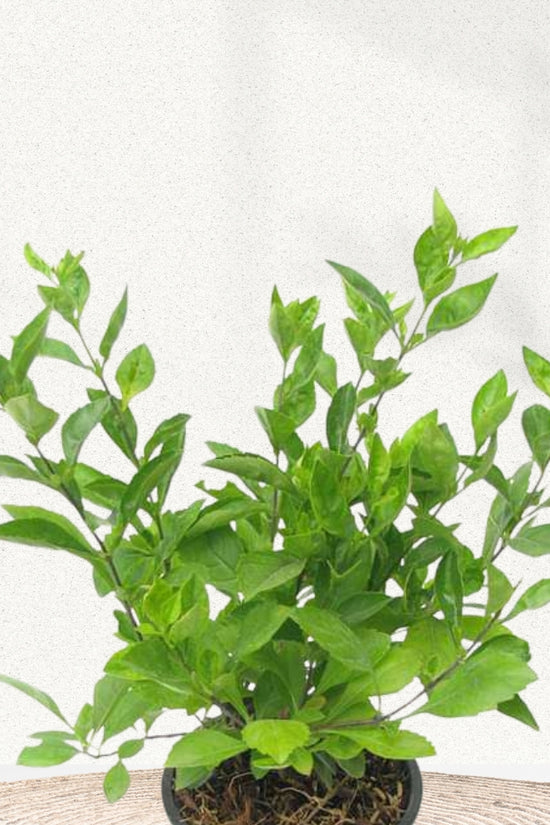 Duranta shrub for landscaping
