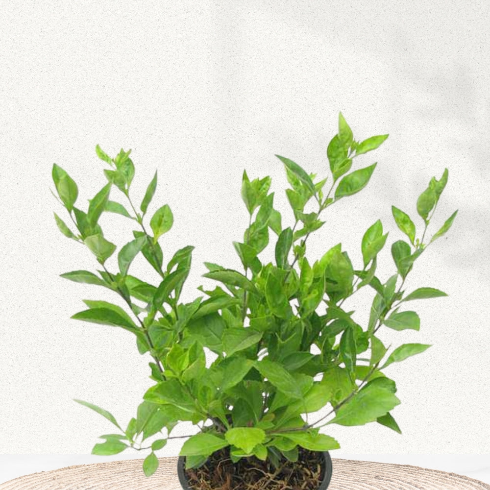 Duranta shrub for landscaping
