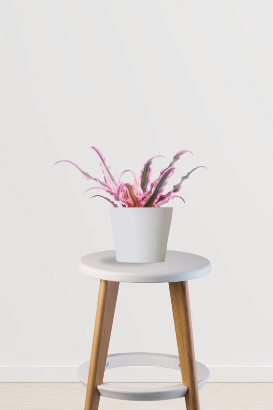 Pink Earth Star succulent
