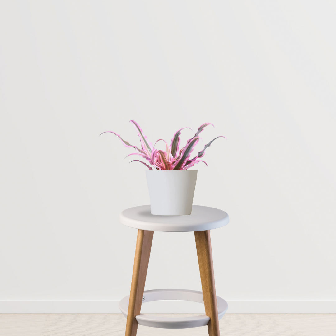 Pink Earth Star succulent
