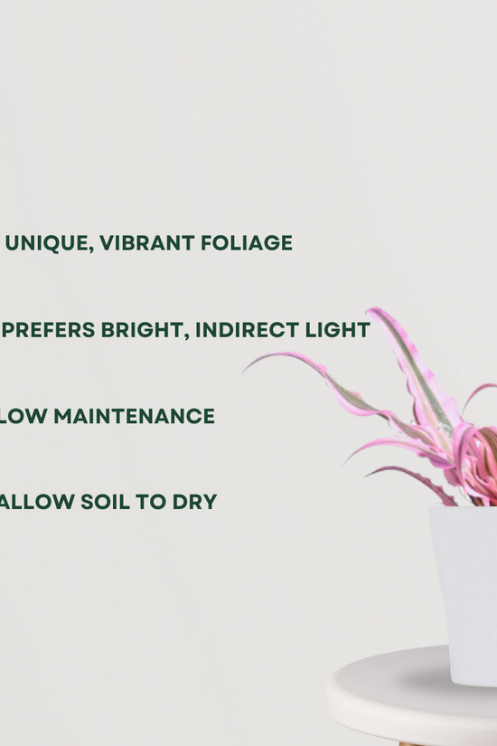 Pink Earth Star succulent
