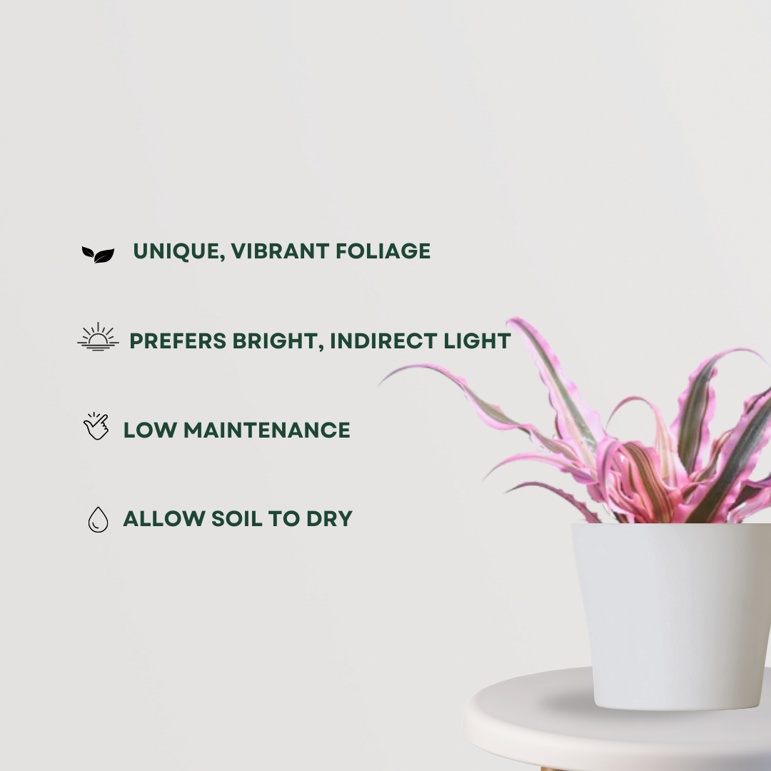 Pink Earth Star succulent
