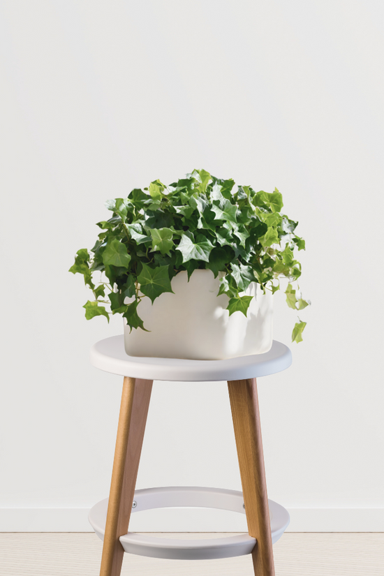 English Ivy plant for home decor
