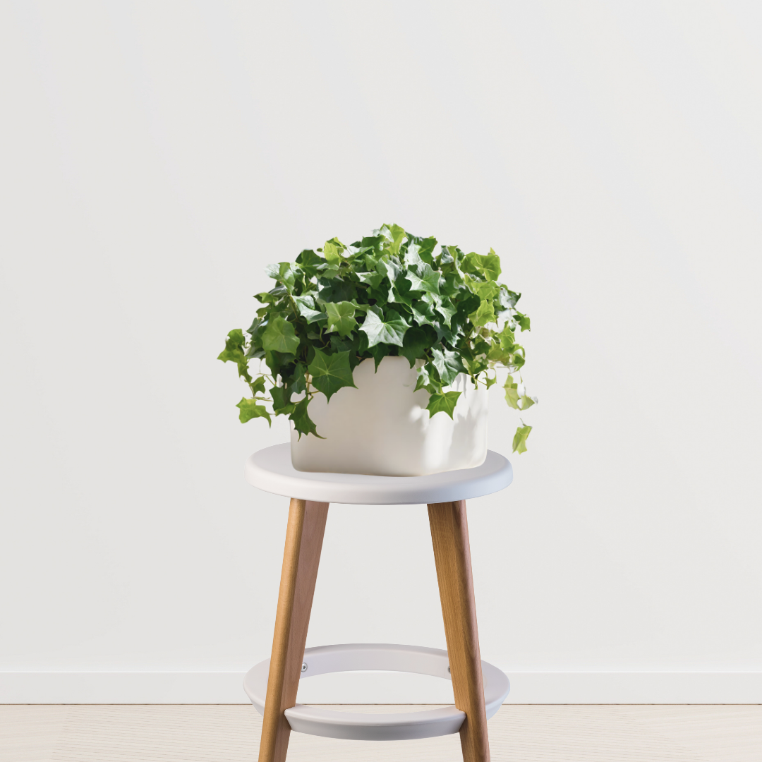 English Ivy plant for home decor
