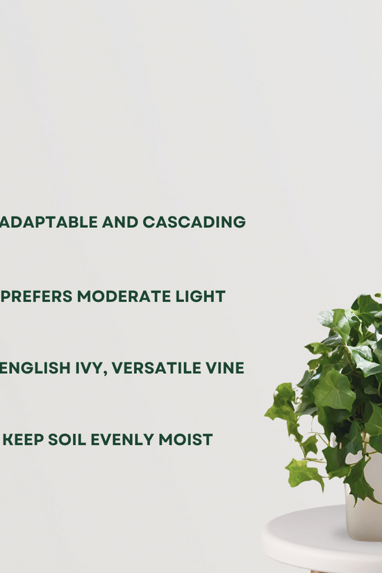 English Ivy plant for home decor
