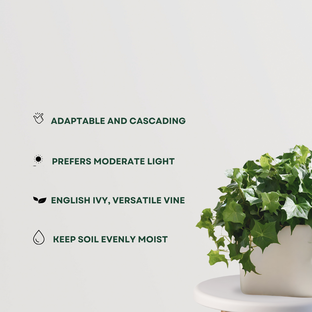 English Ivy plant for home decor
