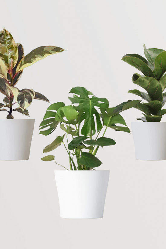 Exquisite mix of indoor ornamental plants