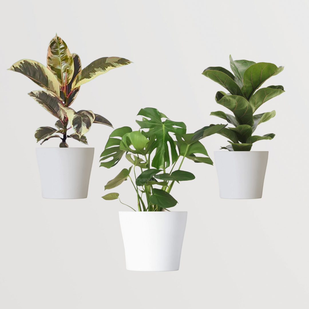 Exquisite mix of indoor ornamental plants