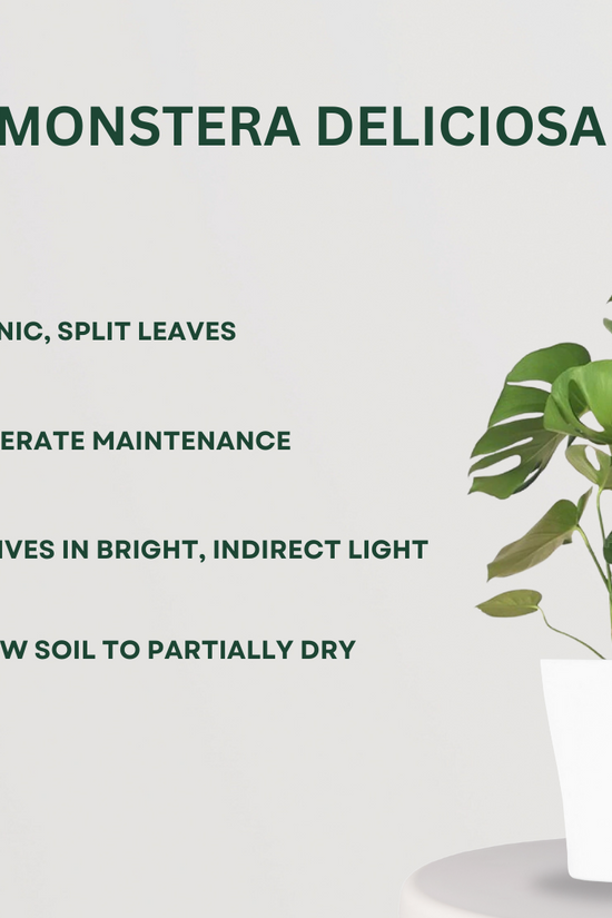 Exquisite mix of indoor ornamental plants