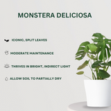 Exquisite Plant Combo Monstera - Gardengram 