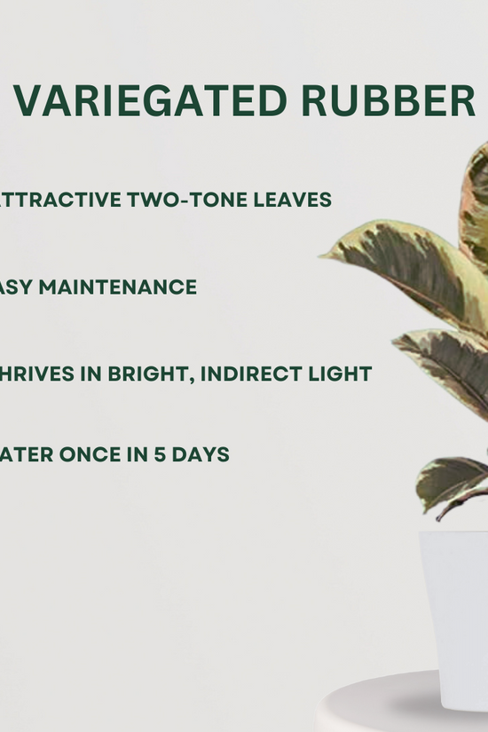 Exquisite mix of indoor ornamental plants