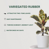 Exquisite Plant Combo Variegated Rubber - Gardengram 