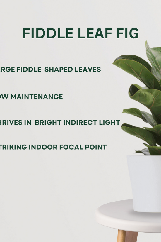 Exquisite mix of indoor ornamental plants