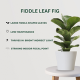 Exquisite Plant Combo -Fiddle Leaf Fig Gardengram 