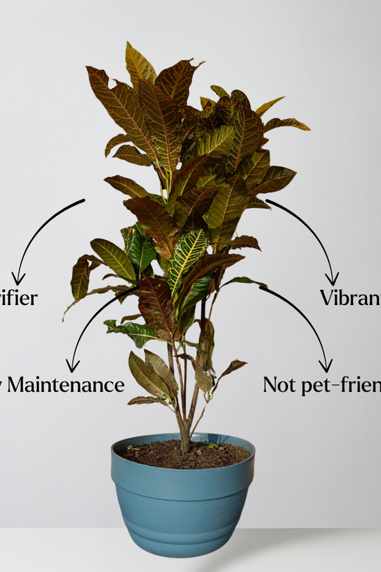 Potted plant with text labels on air-purifier, low maintenance, and pet-friendliness.