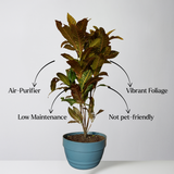 Potted plant with text labels on air-purifier, low maintenance, and pet-friendliness.