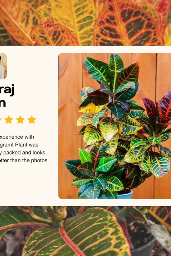 Potted plant with a review card featuring 'Suraj Sen' and a five-star rating.