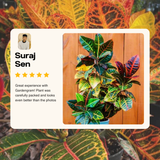 Potted plant with a review card featuring 'Suraj Sen' and a five-star rating.