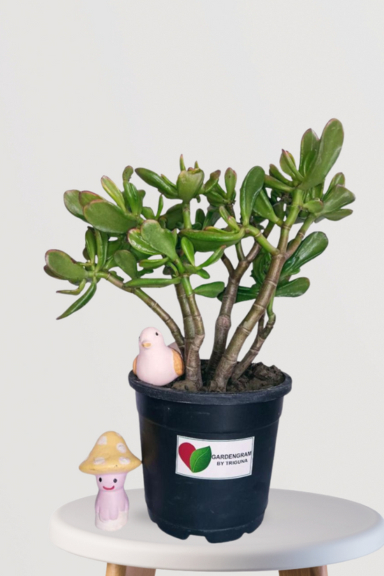 Feng Shui Crassula Ovata gift plant
