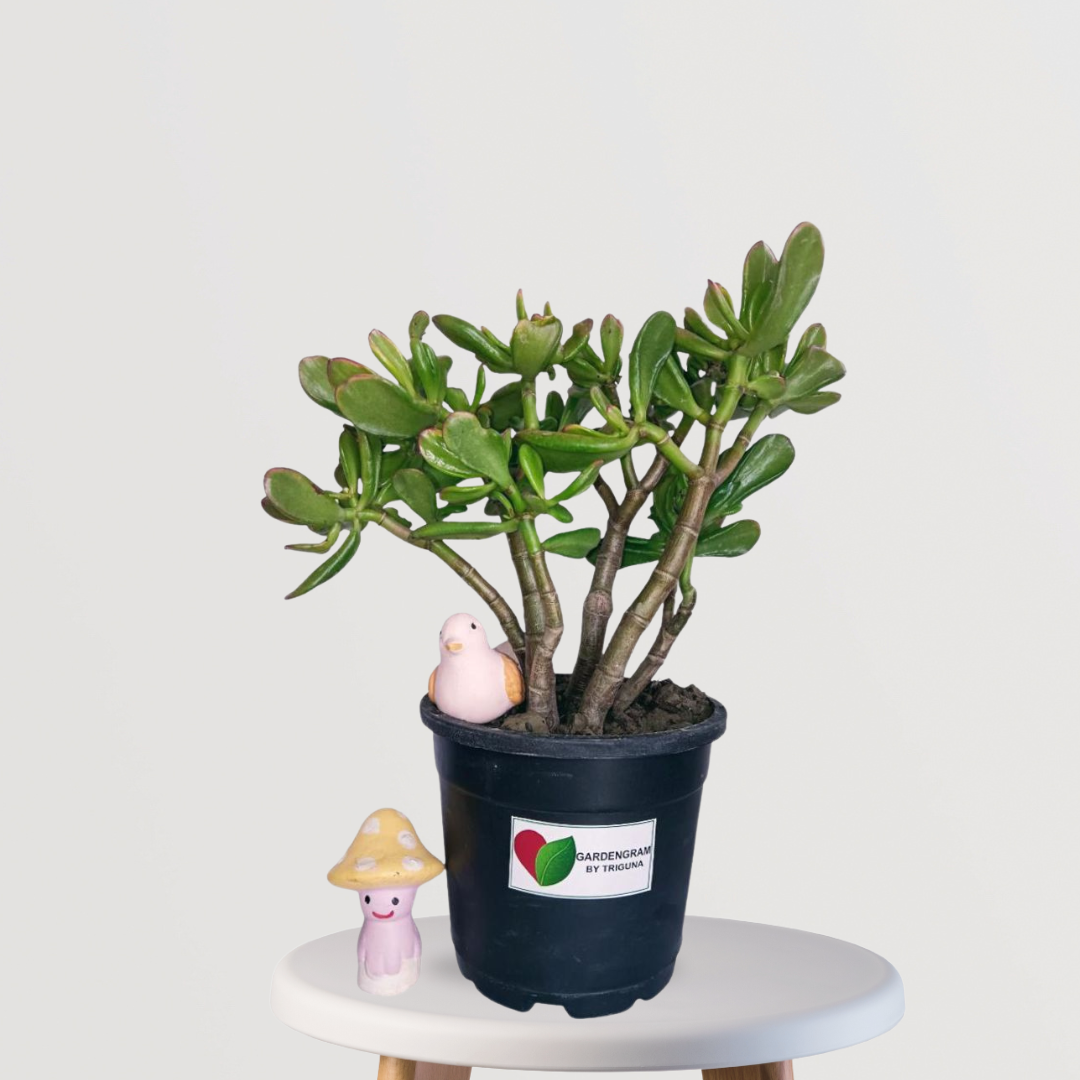Feng Shui Crassula Ovata gift plant
