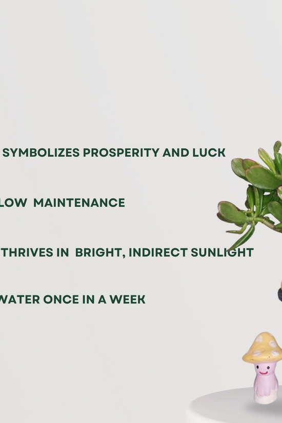 Feng Shui Crassula Ovata gift plant
