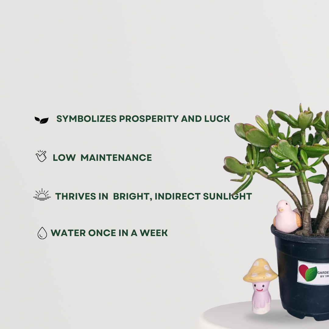 Feng Shui Crassula Ovata gift plant
