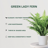Fern Fusion Combo Green Lady Fern - Gardengram