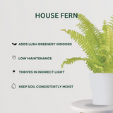 Fern Fusion Combo House Fern- Gardengram