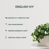 Fern Fusion Combo English Ivy- Gardengram