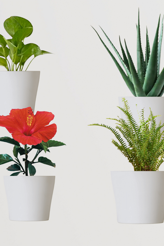 Monsoon gardening combo kit
