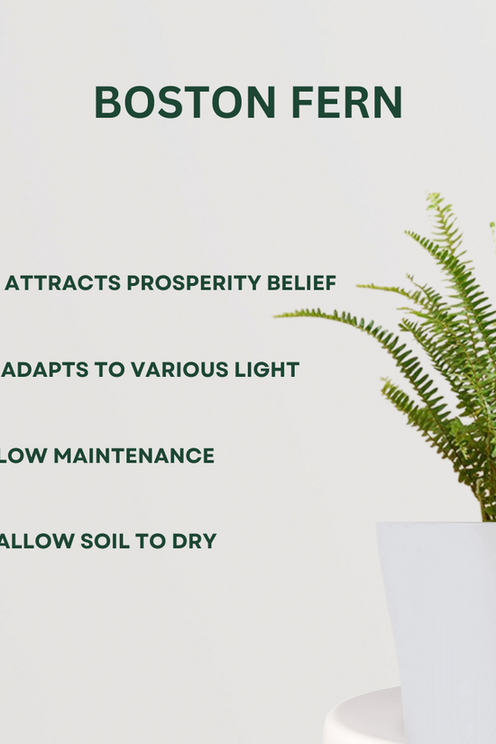 Monsoon gardening combo kit
