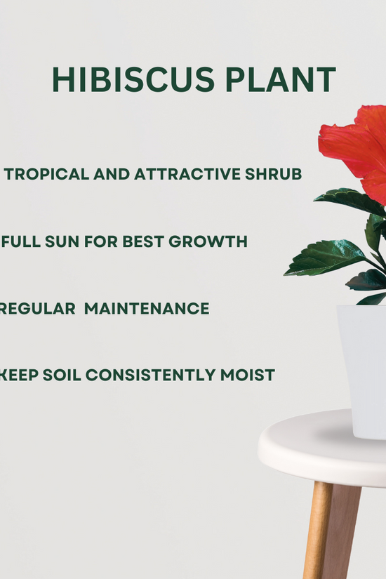 Monsoon gardening combo kit
