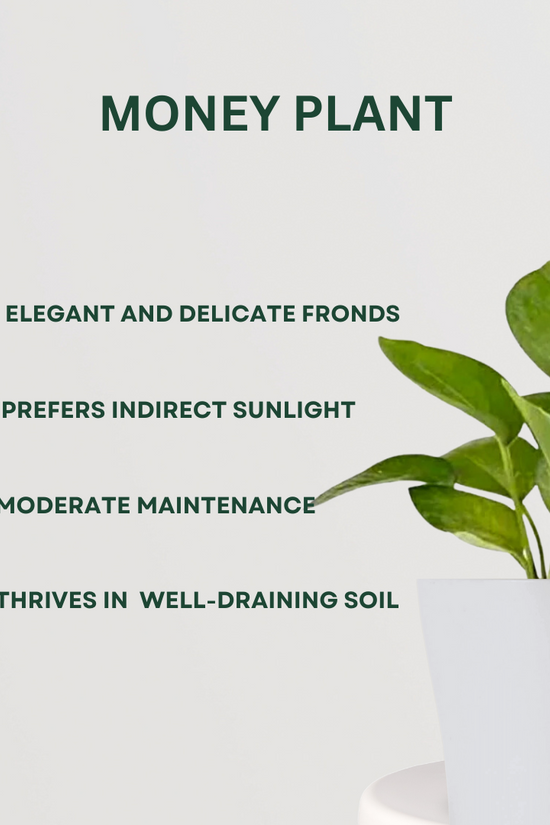 Monsoon gardening combo kit
