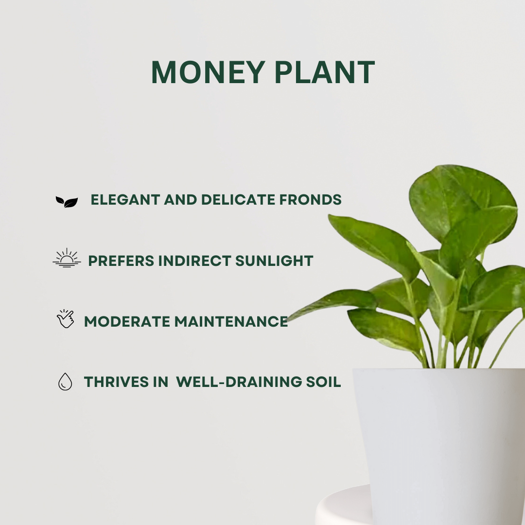 Monsoon gardening combo kit
