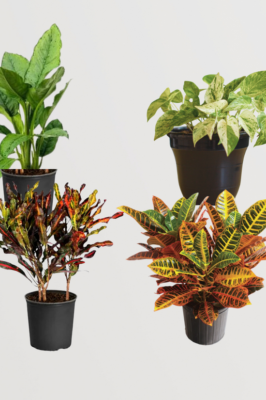 Festive Plant Combo - Gardengram